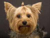 /album/galleria-foto-yorkshire-terrier/download-4-jpg/